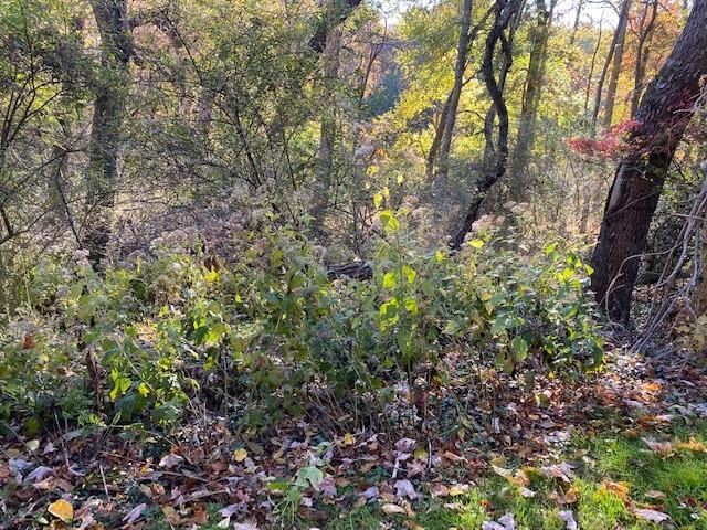 Lot 277 Crest Road Pittsburgh, PA 15237 - Photo 5 of 5 a view of a forest with plants and trees