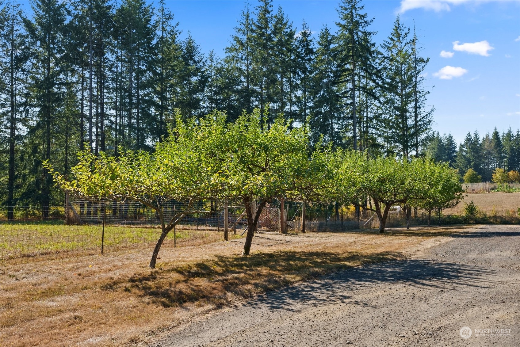 749 Logan Hill Road Chehalis, WA 98532 - Photo 33 of 36 a view of a yard with a tree