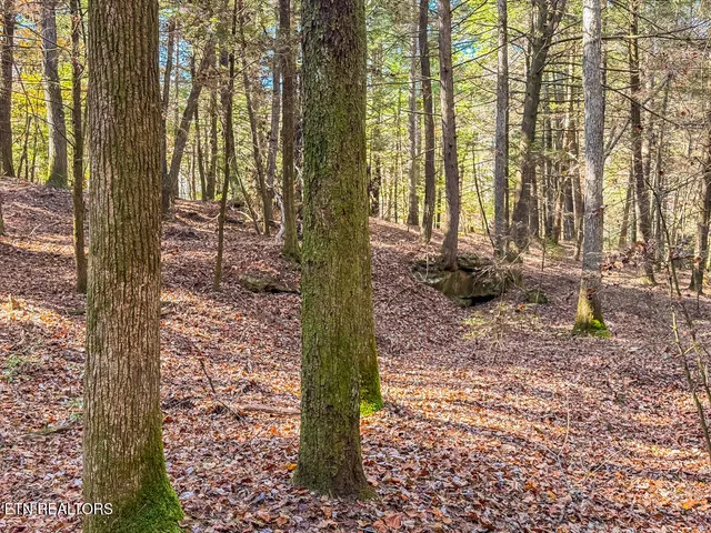 $217,120 | Gatewood Ford Road, Deer Lodge, TN 37726