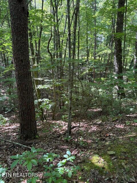 Lot 4 Old Furnace Road Tellico Plains, TN 37385 - Photo 13 of 13 13