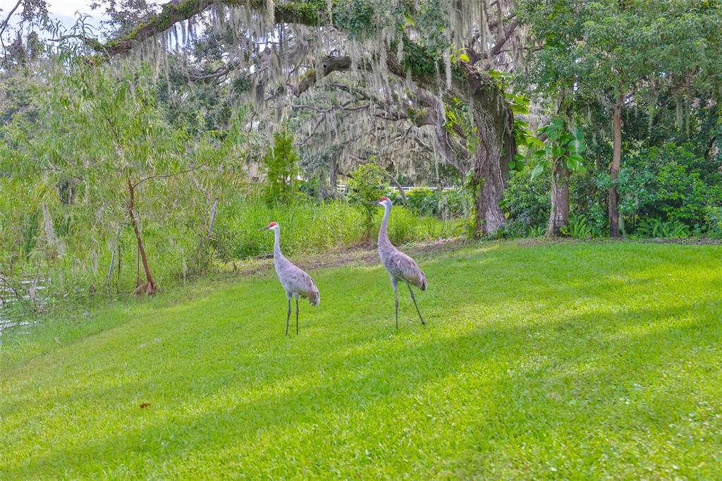 14028 Blackjack Road Dover, FL 33527 - Photo 54 of 62