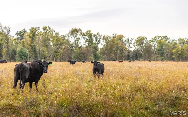 $5,999,999 | 1224 County Road 3165, Salem, MO 65560