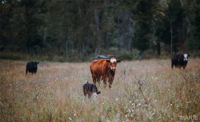 $5,999,999 | 1224 County Road 3165, Salem, MO 65560