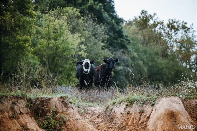 $5,999,999 | 1224 County Road 3165, Salem, MO 65560