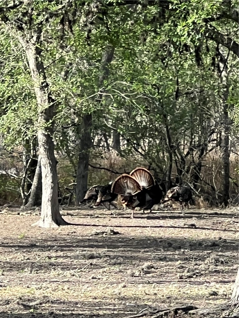22325 Co Road 1718 Mathis, TX 78368 - Photo 31 of 40 wild turkeys on property
