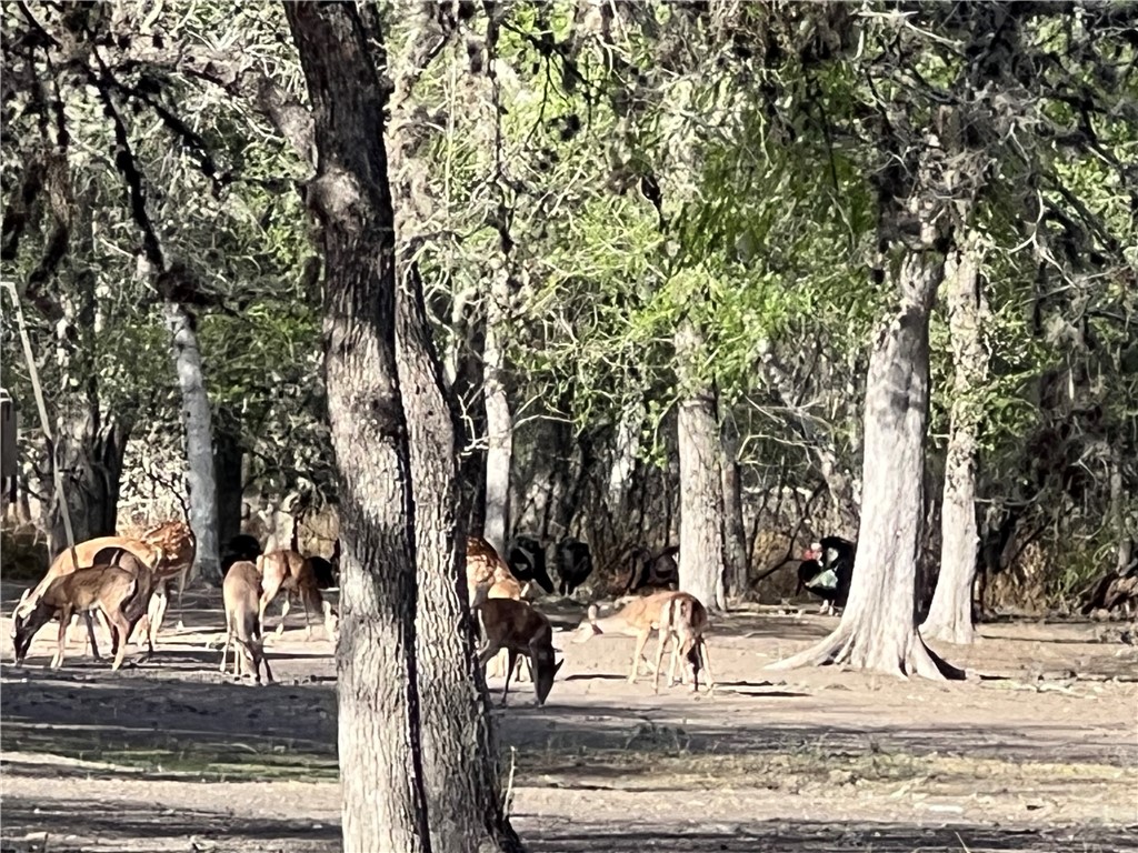 22325 Co Road 1718 Mathis, TX 78368 - Photo 32 of 40 Whitetail deer and axis deer on property