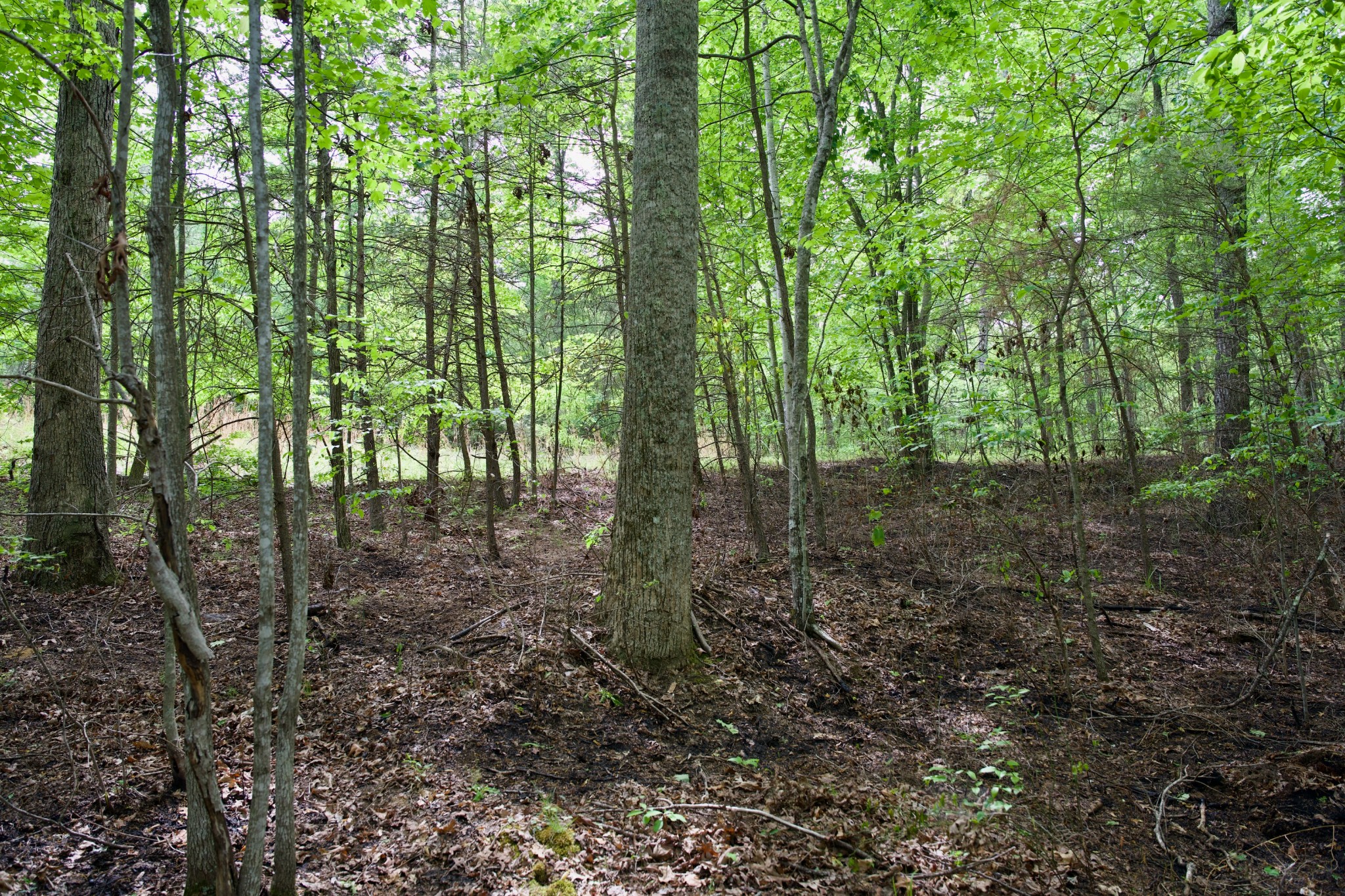 0 Hills Cemetery Road Spencer, TN 38585 - Photo 15 of 19 a view of outdoor space and green space