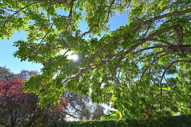 a view of a backyard with plants and flowers