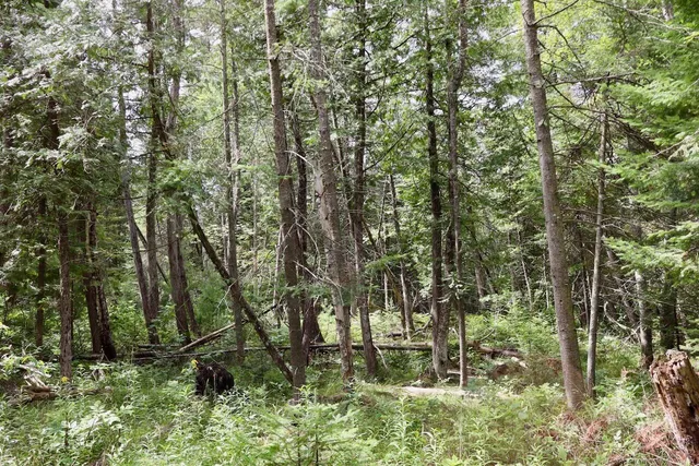 $159,000 | 2349 Muskegon Road, Harrison, MI 48625