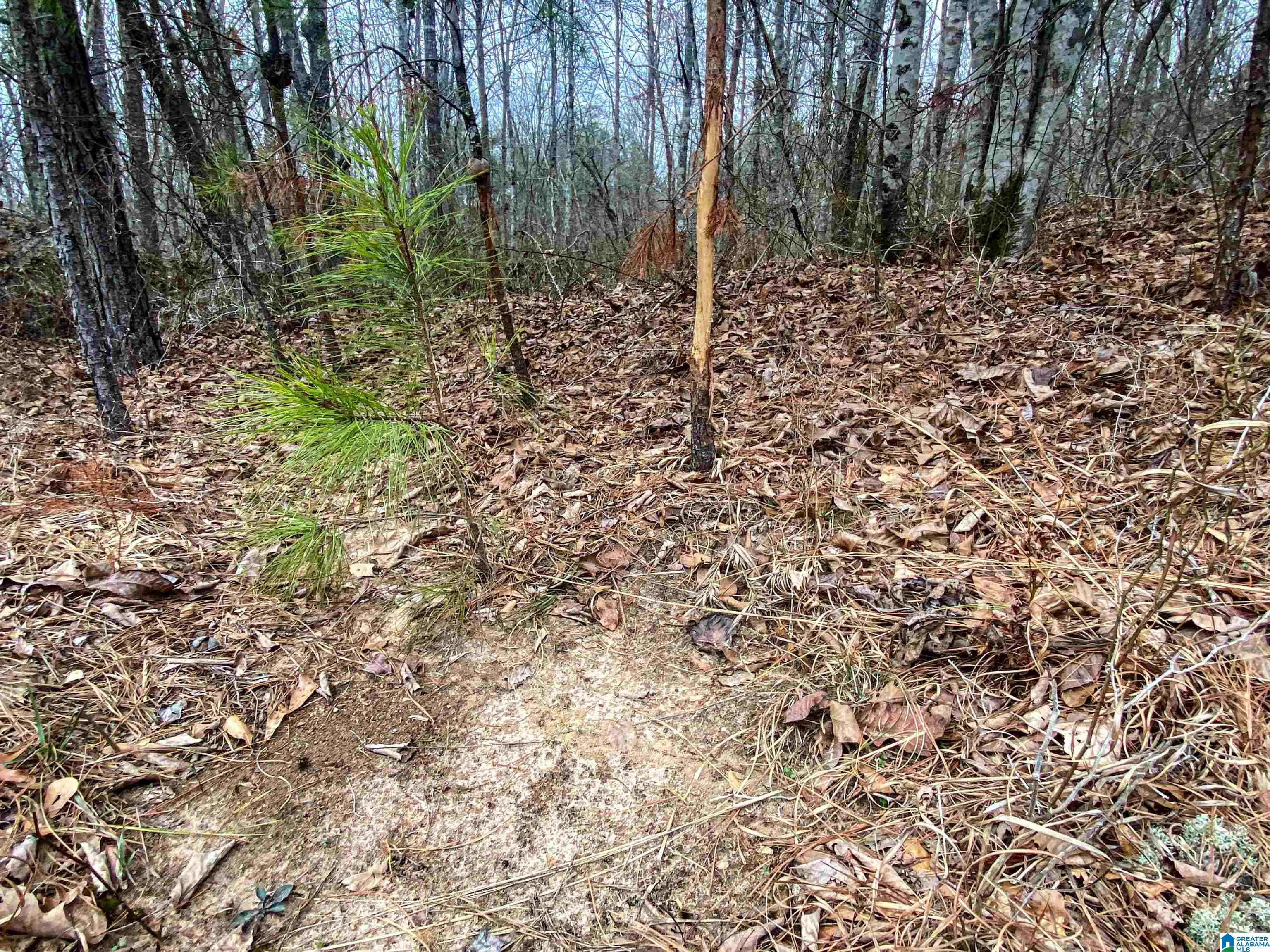 339 County Road Nauvoo, AL 35578 - Photo 9 of 57