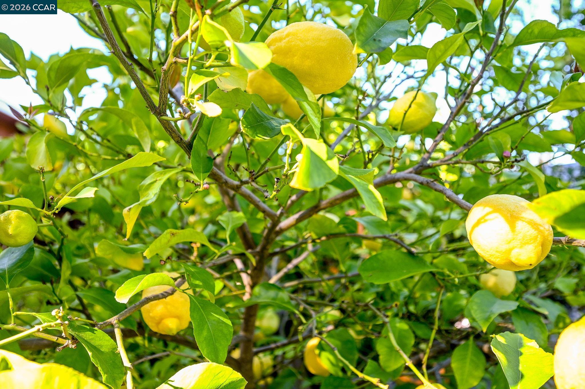3782 Hitchcock Road Concord, CA 94518 - Photo 27 of 30 Lemon and orange trees in back yard.