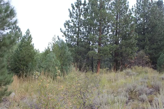 a view of a lush green forest
