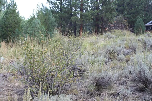 a view of a lush green forest