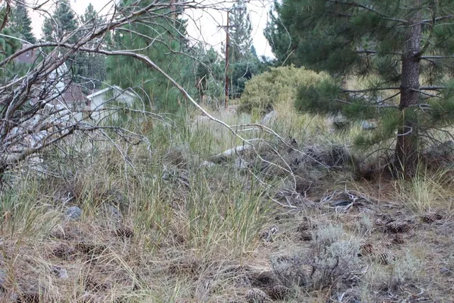 a view of a forest with a forest