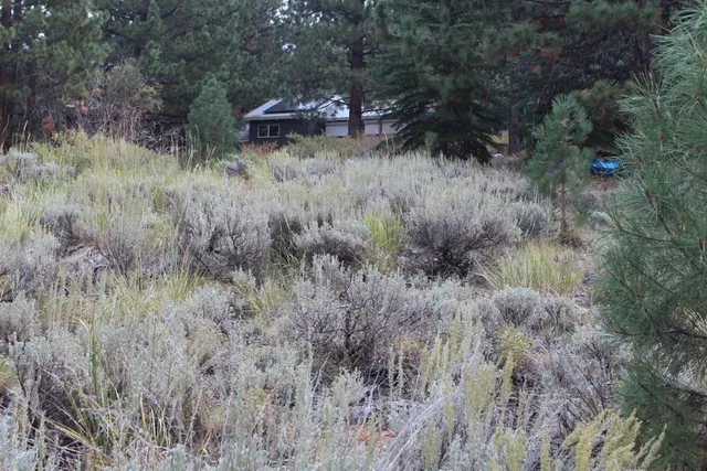 a view of a dry grass field