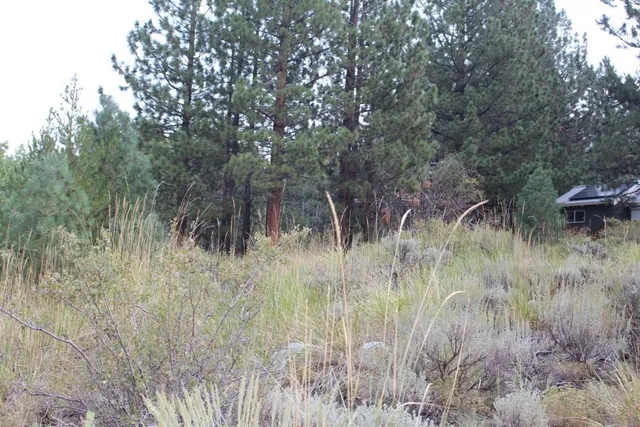 a view of a lush green forest