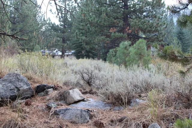 a view of a forest filled with trees
