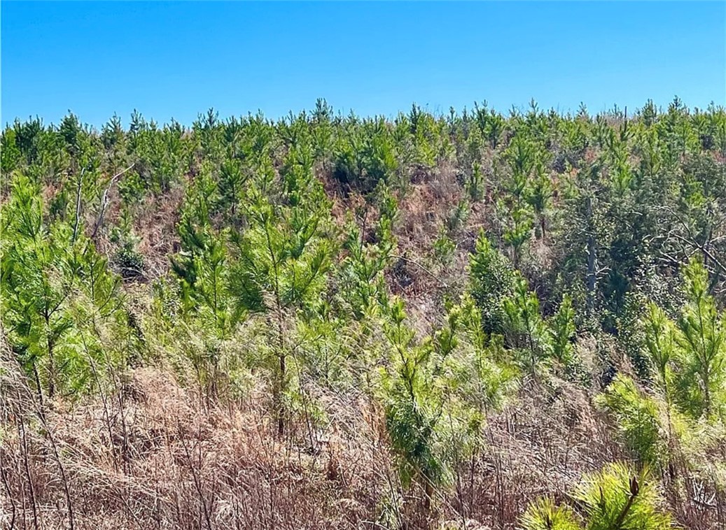 1 State Rd S-4-555 Iva, SC 29655 - Photo 15 of 27 Expansive acreage offering a serene retreat amidst natural woodlands and open skies.
