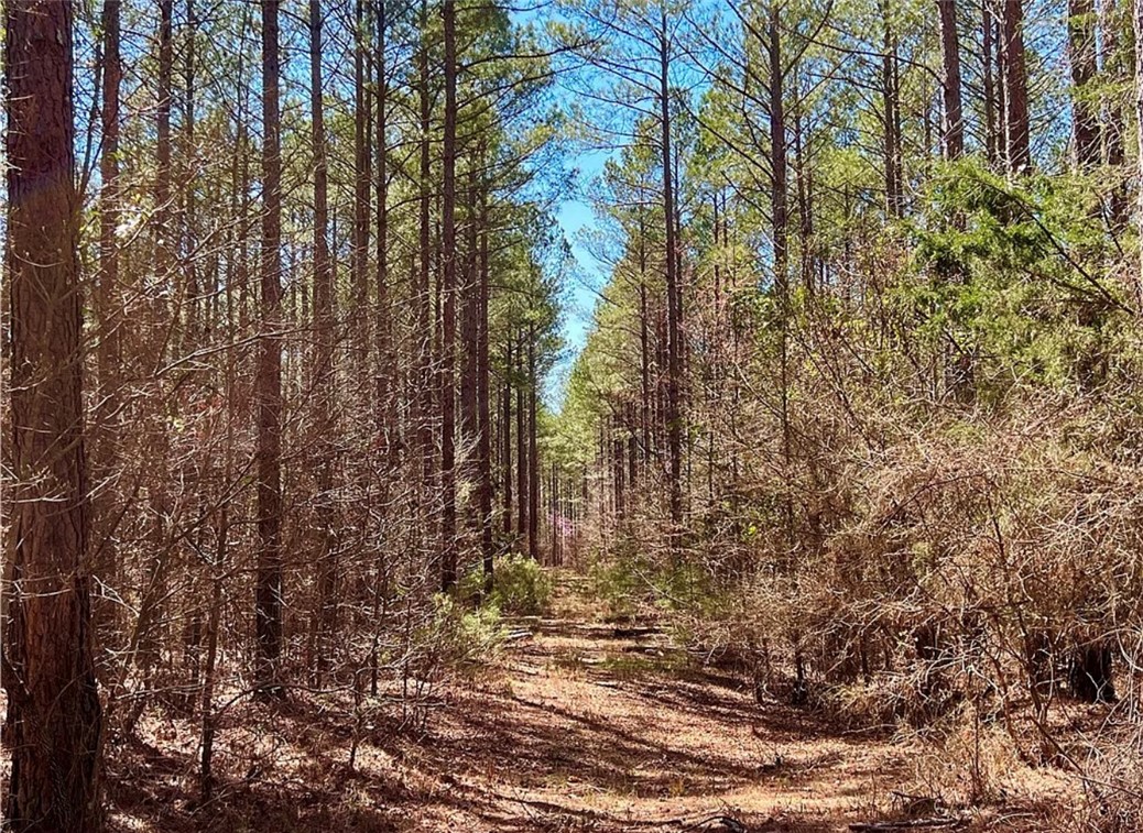 1 State Rd S-4-555 Iva, SC 29655 - Photo 23 of 27 A tranquil path winds through a serene forest, offering a peaceful escape.