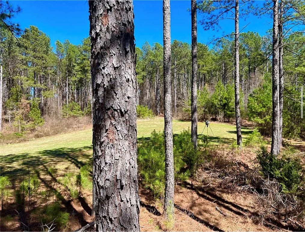 1 State Rd S-4-555 Iva, SC 29655 - Photo 7 of 27 This verdant expanse offers a private yard bordered by mature trees, ideal for quiet enjoyment.