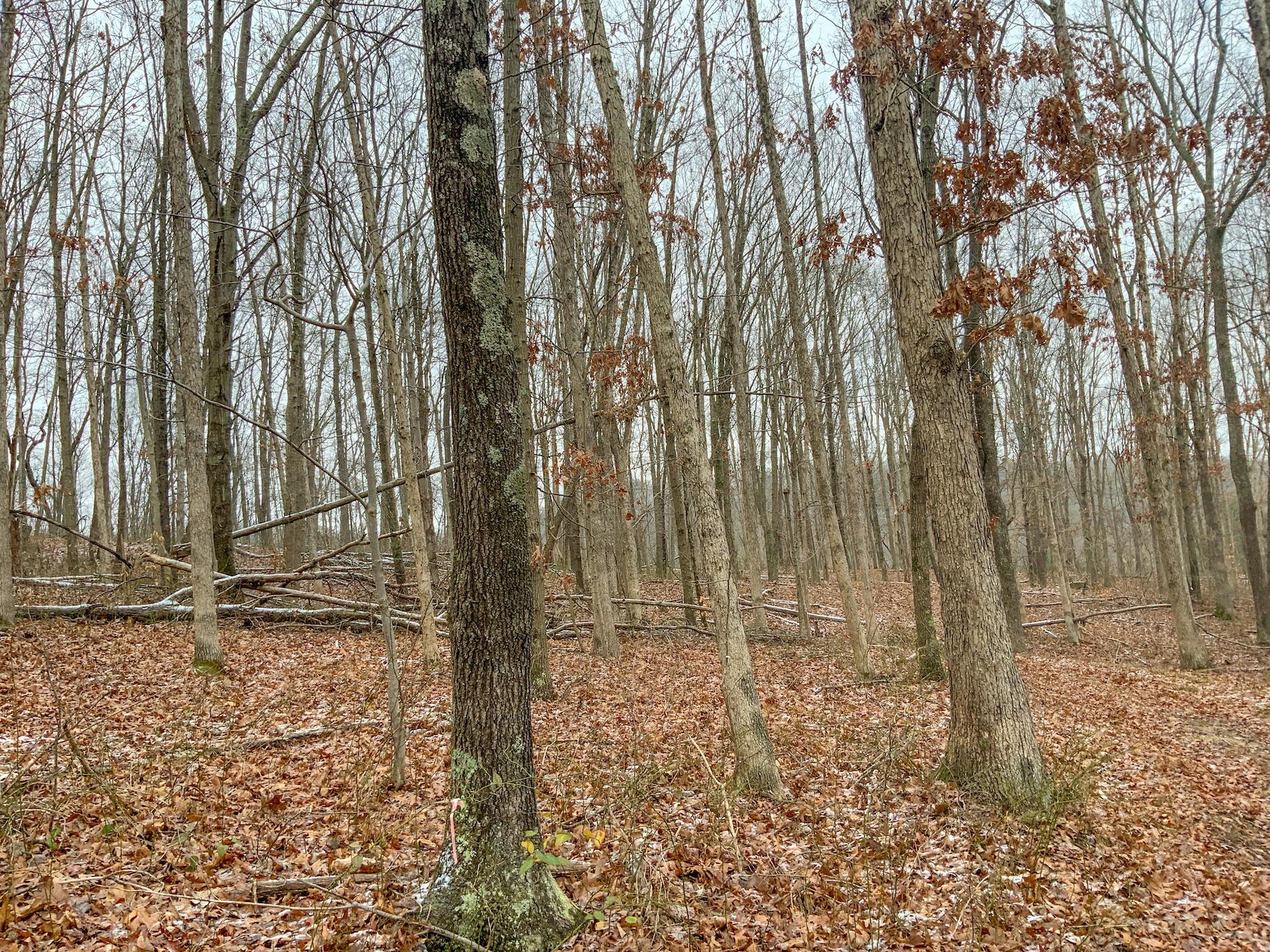 0 Meadow Run Road Waverly, OH 45690 - Photo 18 of 74 Gallery Image 18