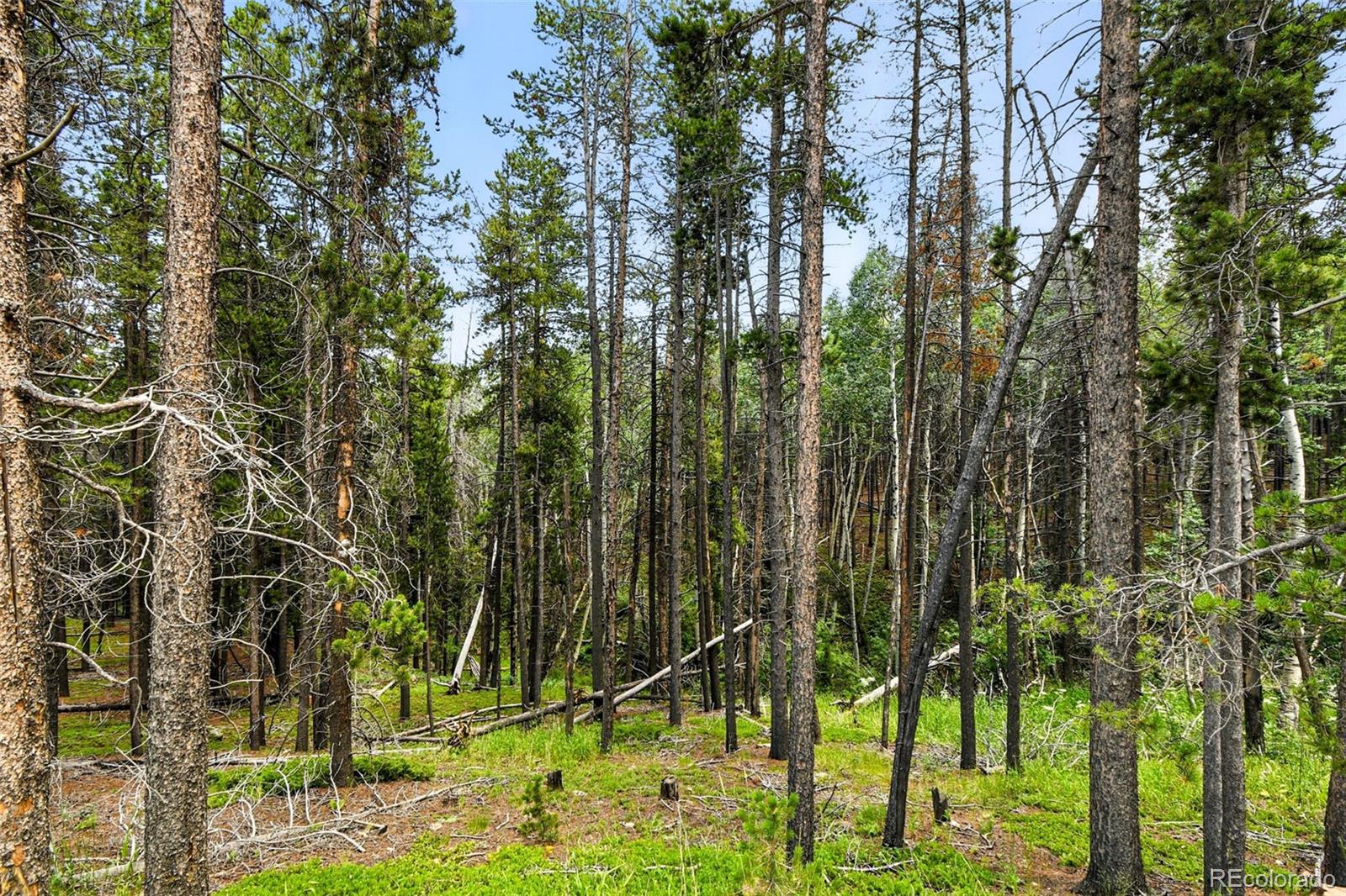 Aspen Way Evergreen, CO 80439 - Photo 11 of 24