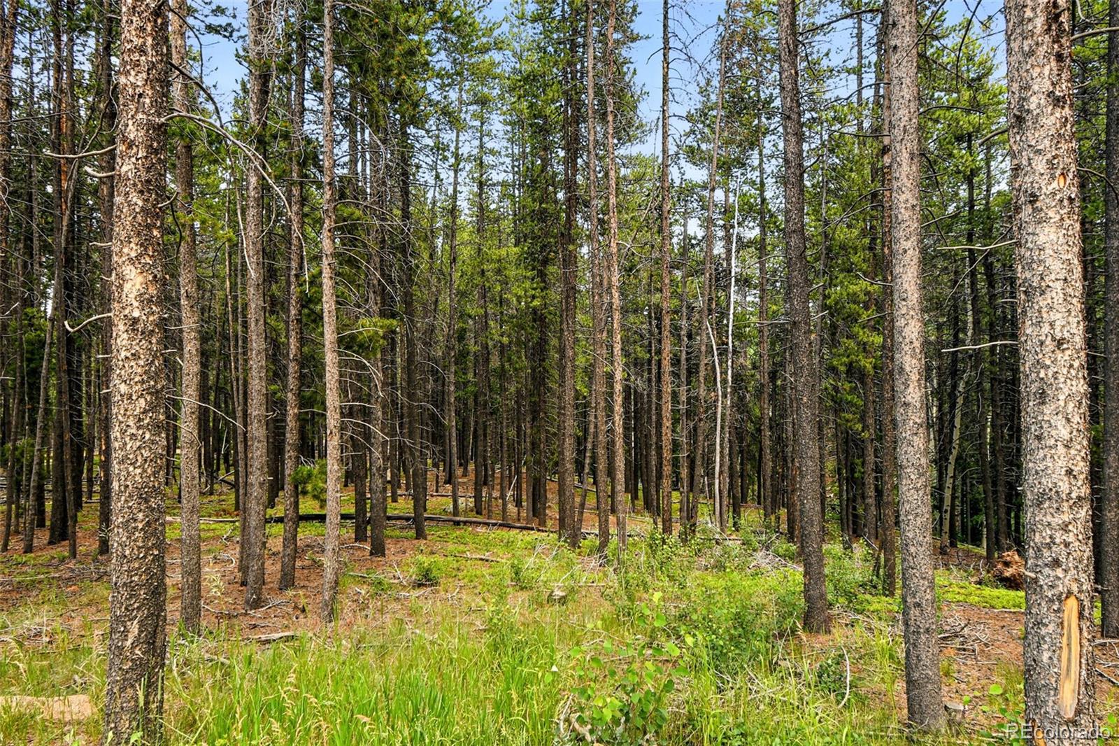 Aspen Way Evergreen, CO 80439 - Photo 2 of 24