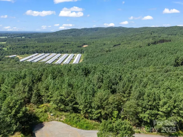 a view of a plant in a garden