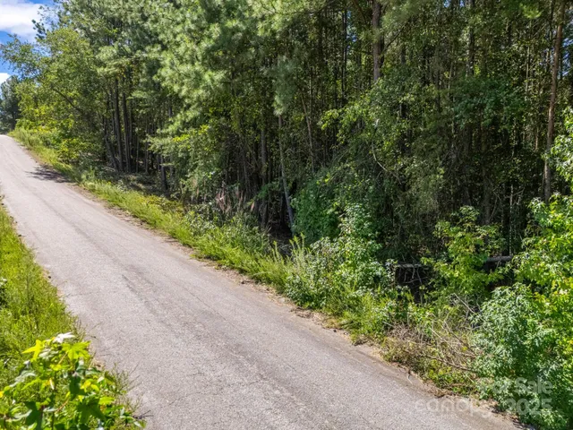 a view of a forest with a tree