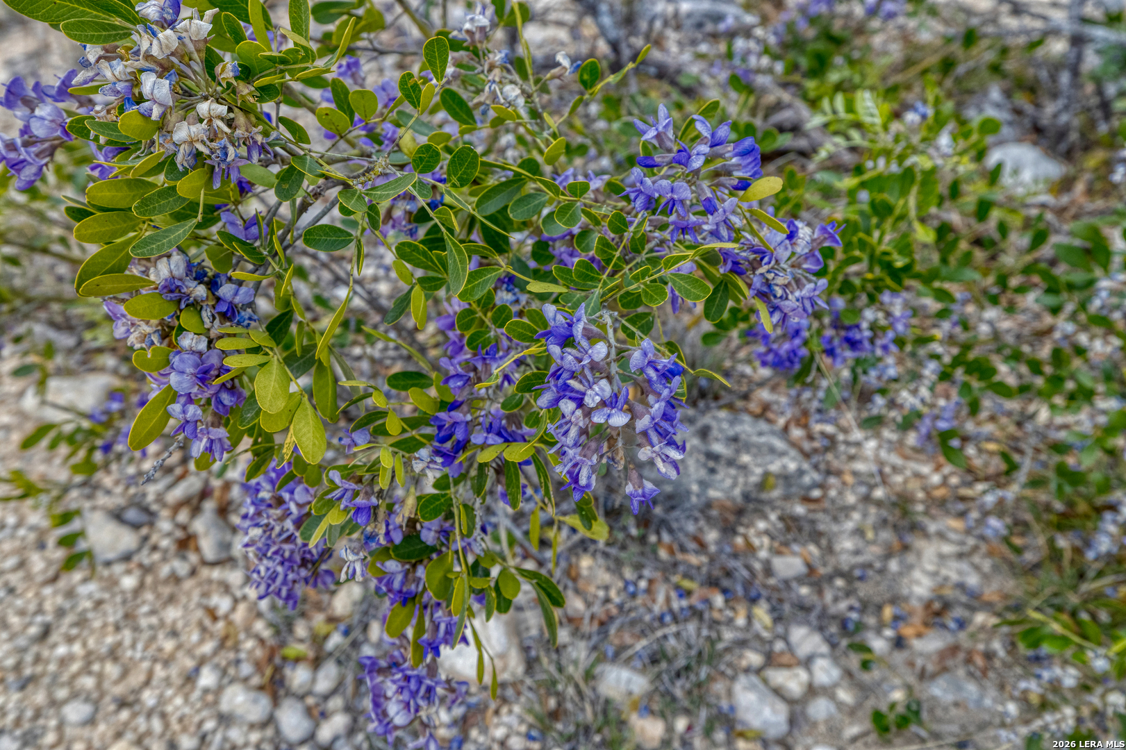 9600 Ranch To Market Road 336 Leakey, TX 78873 - Photo 2 of 22