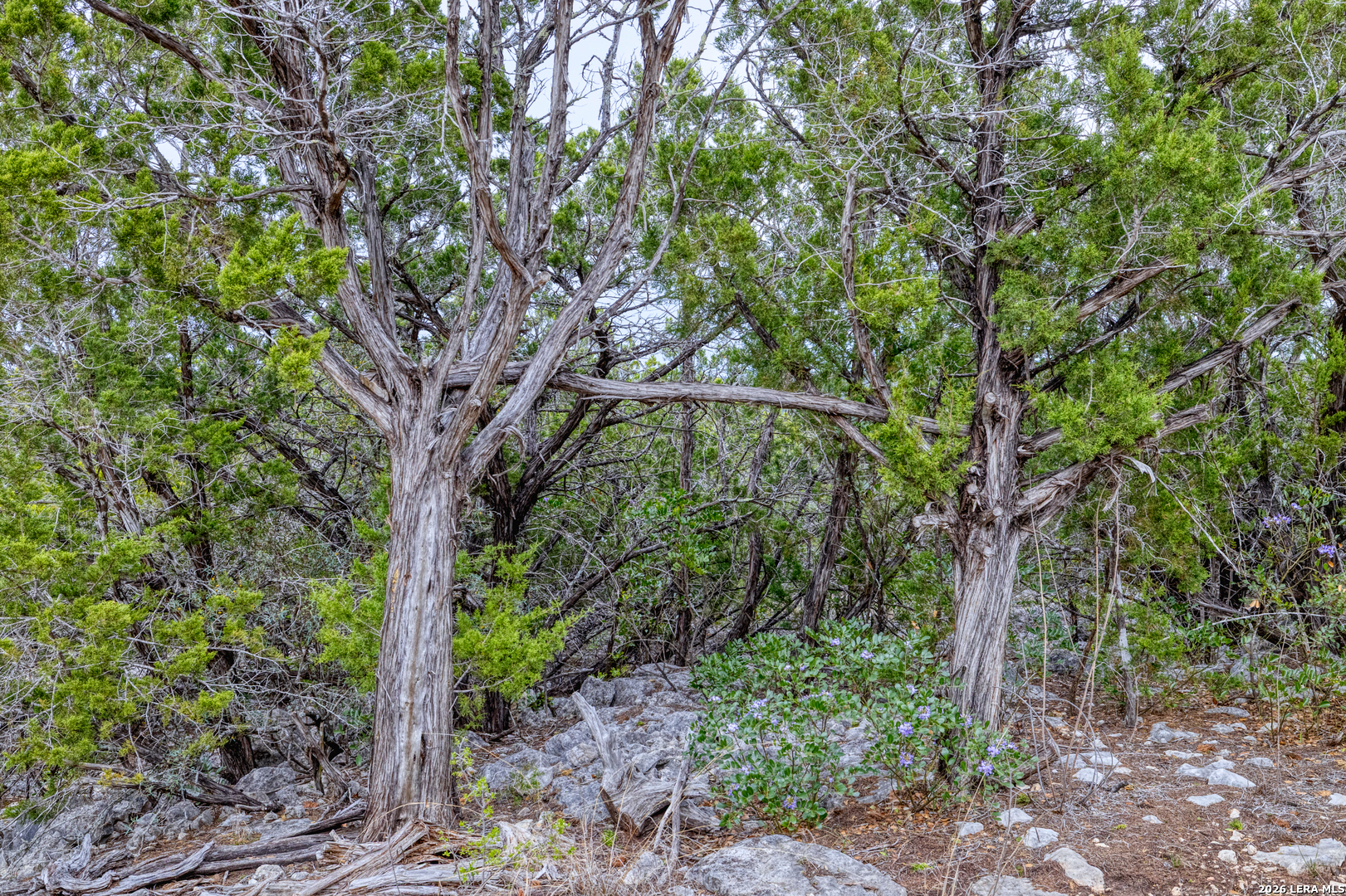 9600 Ranch To Market Road 336 Leakey, TX 78873 - Photo 6 of 22
