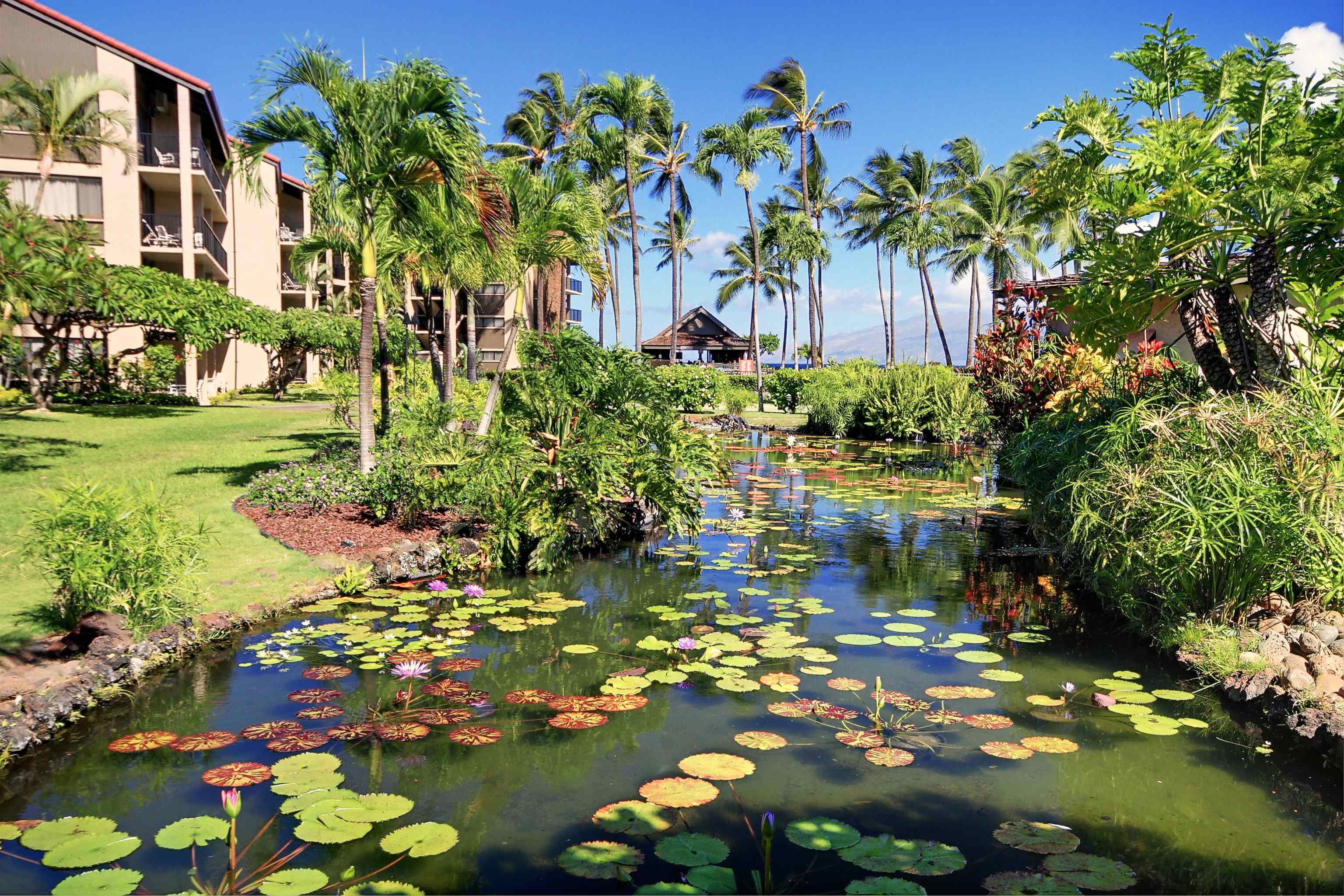 3543 Lower Honoapiilani Road, Unit K403 Lahaina, HI 96761 - Photo 17 of 29 a picture of flowers in a yard
