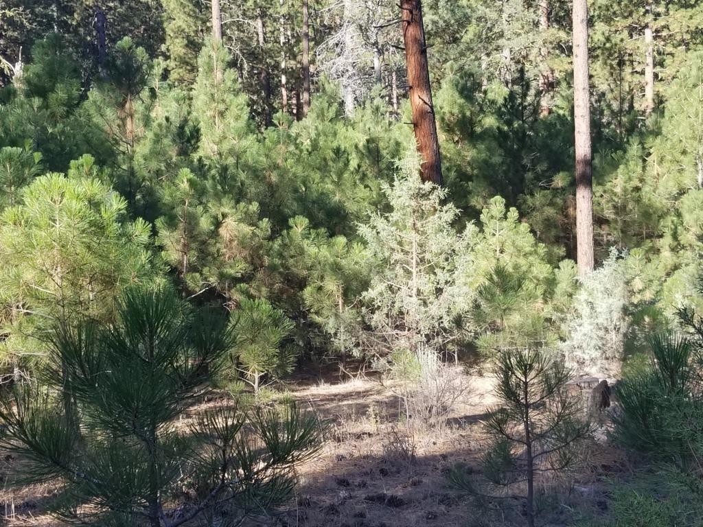 Nsa Anderson Ranch Road McArthur, CA 96056 - Photo 9 of 12 NSA Anderson 4