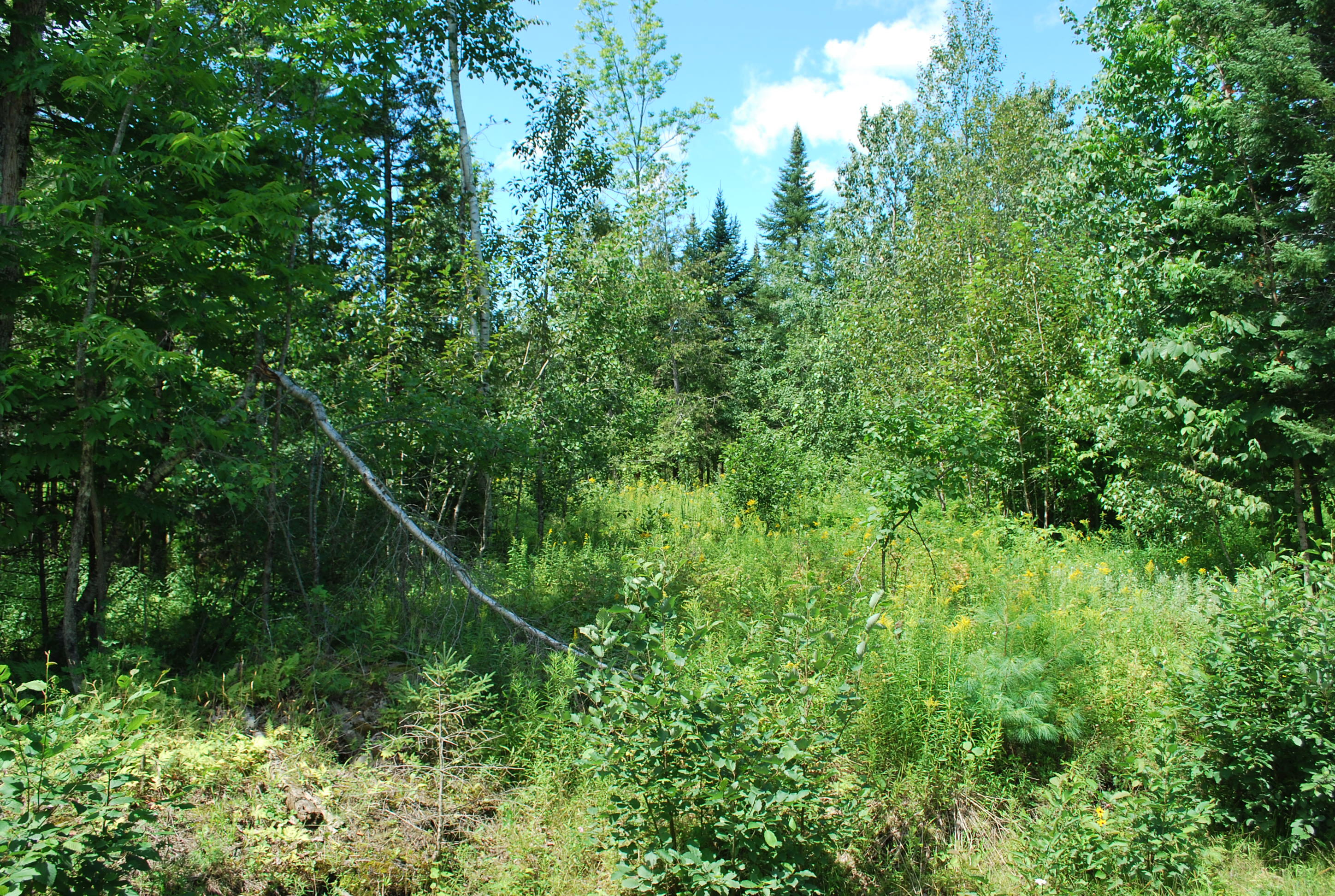 Lot 8-2 Millet Road Garland, ME 04939 - Photo 2 of 6 Millet Road Garland 011