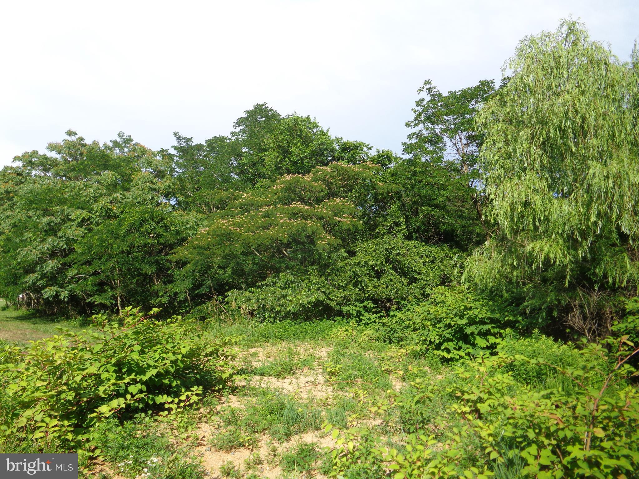 9145 Mackall Road St. Leonard, MD 20685 - Photo 43 of 48 Side acreage