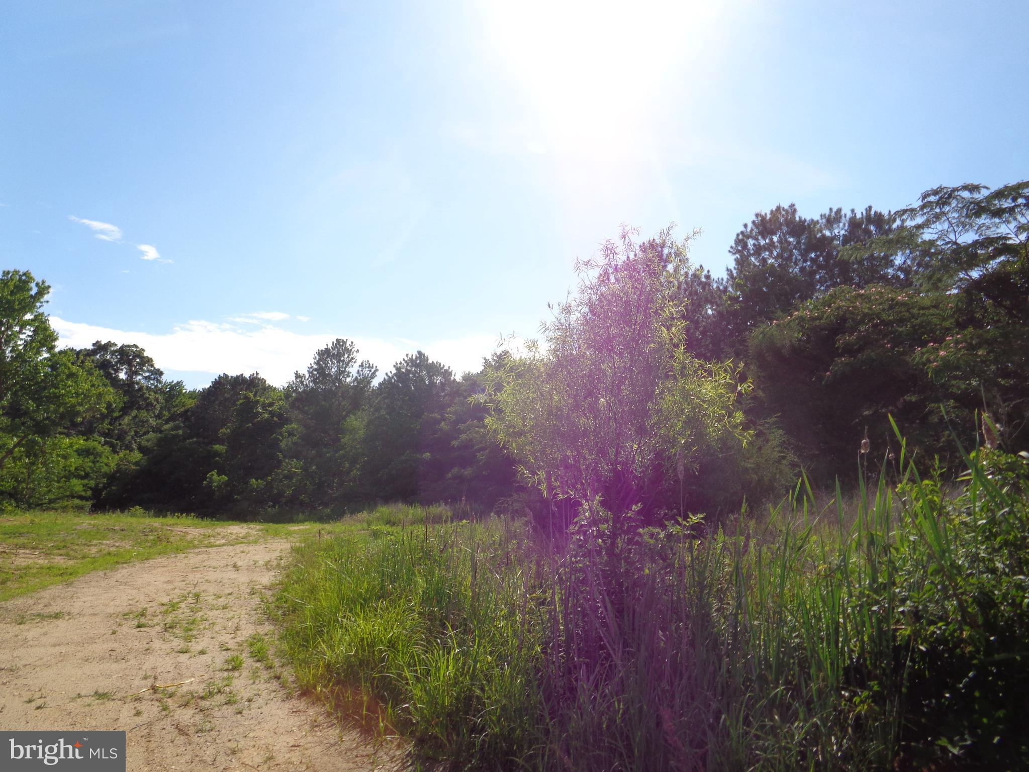 9145 Mackall Road St. Leonard, MD 20685 - Photo 44 of 48 Road toward the back of the property