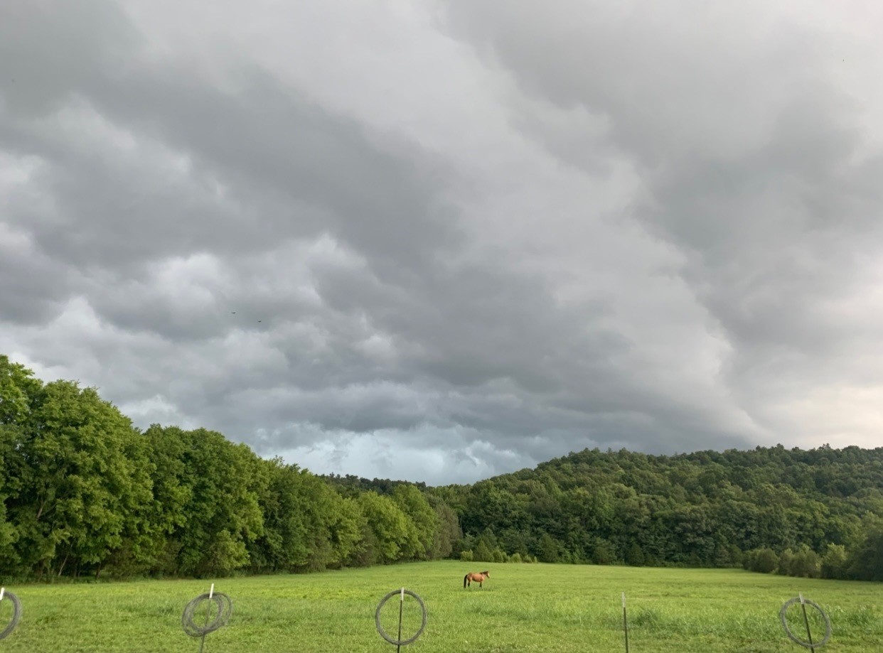 25 Cardinal Road Linden, TN 37096 - Photo 76 of 84 a view of a field with trees in the background