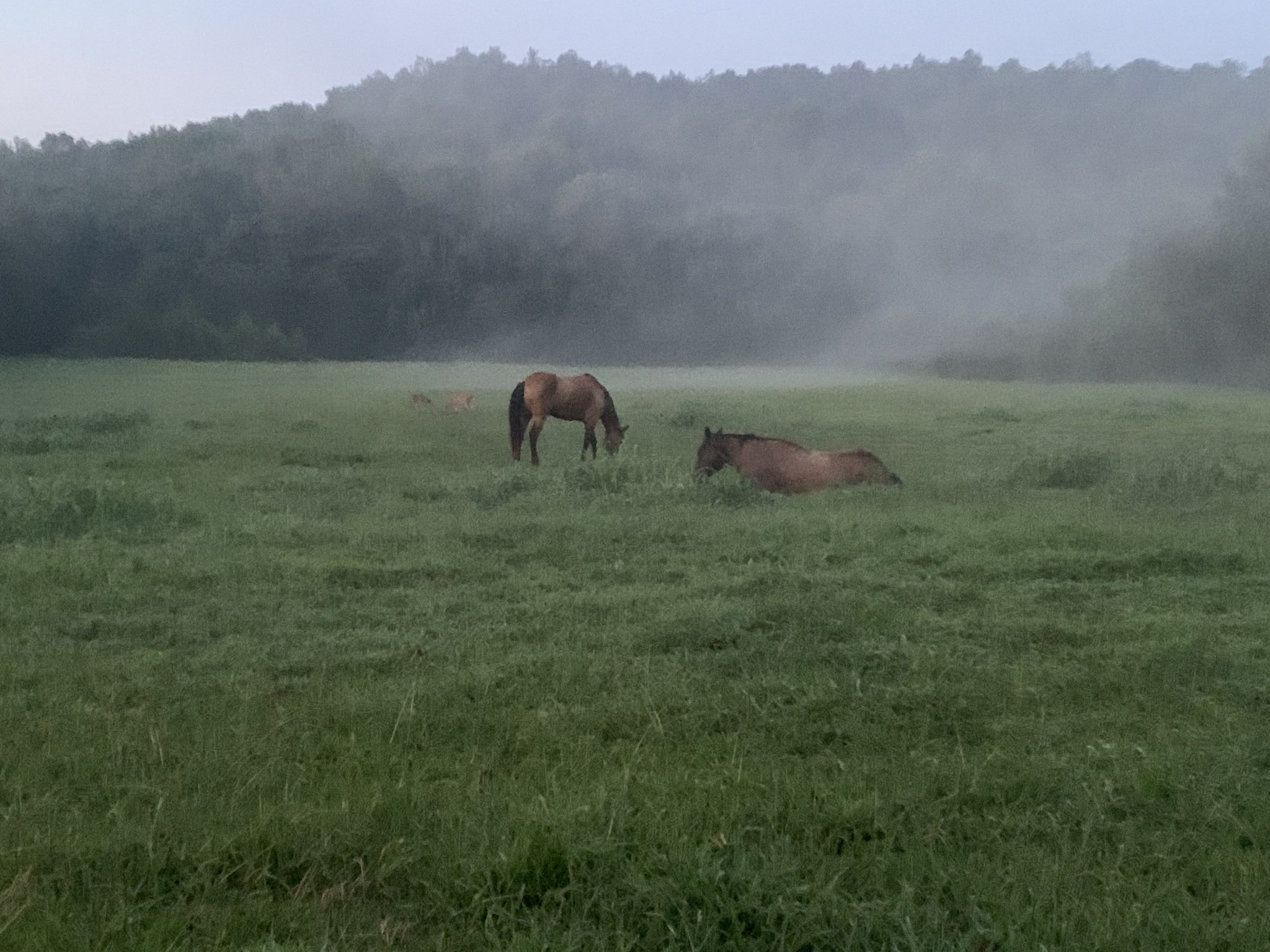 25 Cardinal Road Linden, TN 37096 - Photo 82 of 84