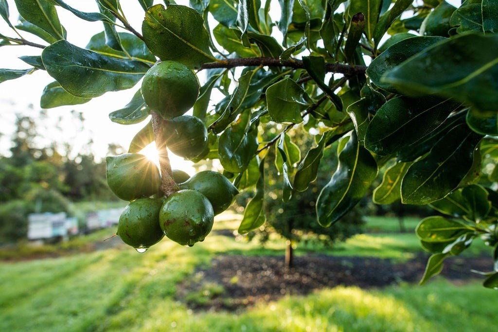 94-3220 Lot 8 Lorenzo Road Naalehu, HI 96772 - Photo 11 of 14 a view of a tree in a yard
