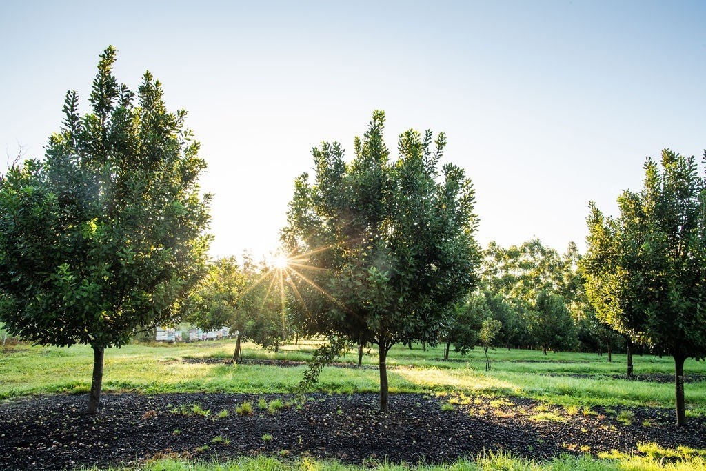 94-3220 Lot 8 Lorenzo Road Naalehu, HI 96772 - Photo 12 of 14 a view of a park