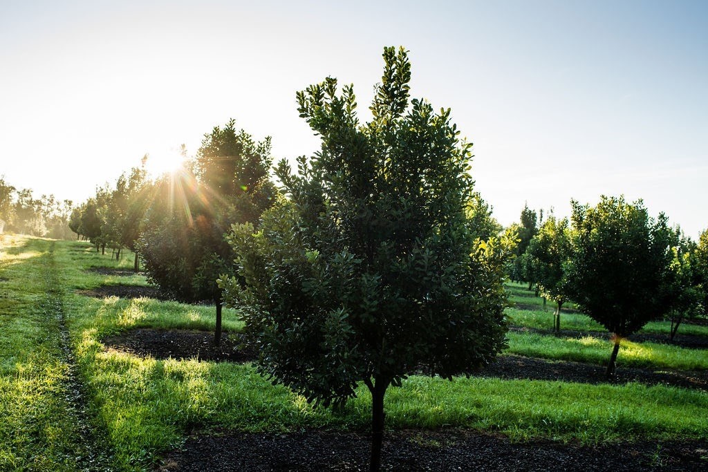 94-3220 Lot 8 Lorenzo Road Naalehu, HI 96772 - Photo 13 of 14 a view of a park with large trees