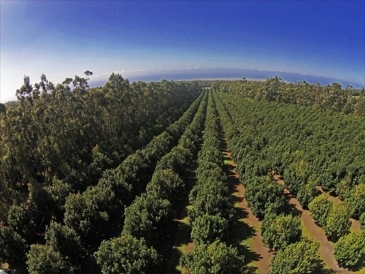 94-3220 Lot 8 Lorenzo Road Naalehu, HI 96772 - Photo 2 of 14 a view of a city with lush green forest