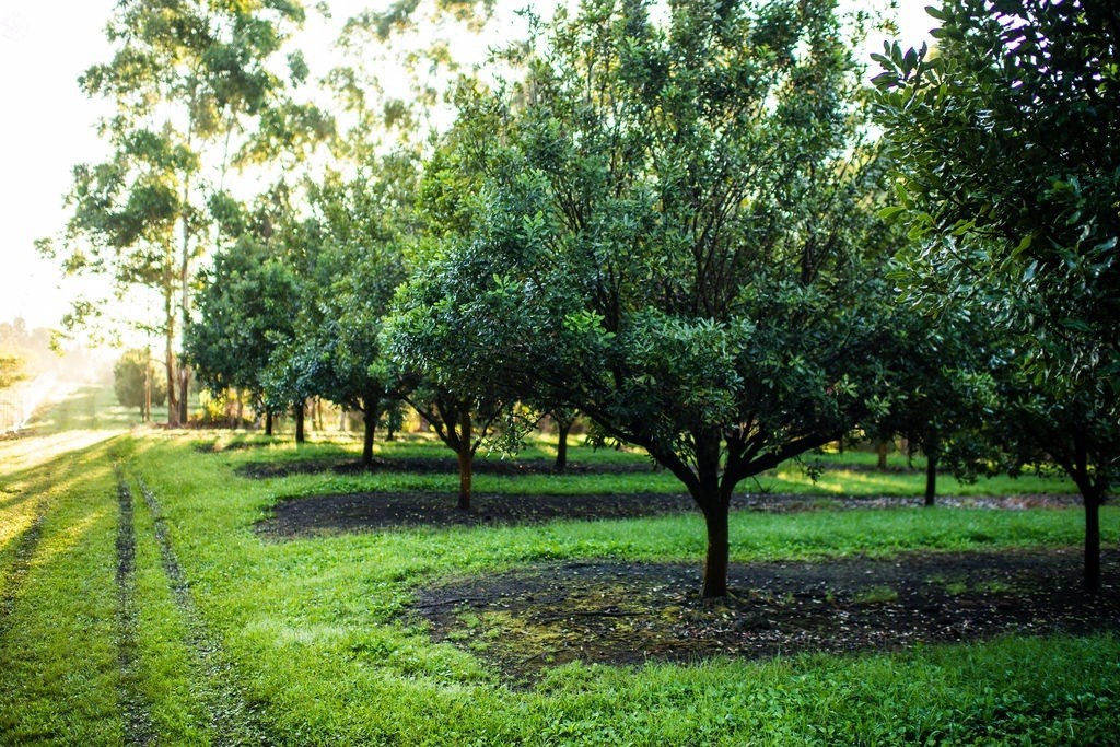 94-3220 Lot 8 Lorenzo Road Naalehu, HI 96772 - Photo 3 of 14 a view of a backyard with large trees