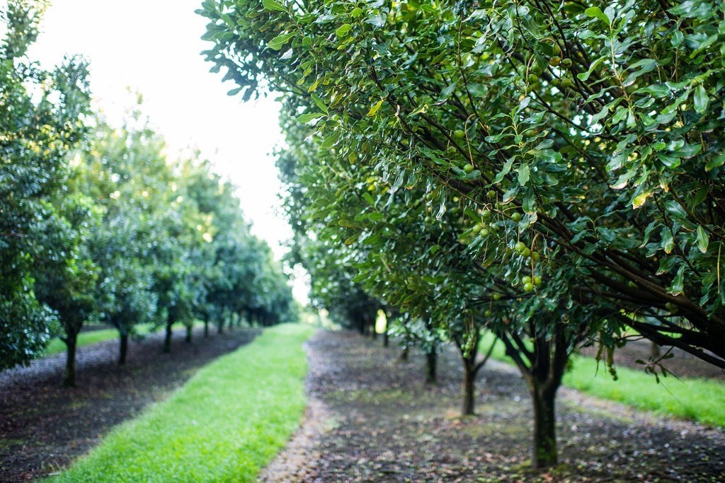 94-3220 Lot 8 Lorenzo Road Naalehu, HI 96772 - Photo 4 of 14 a view of a trees in a yard