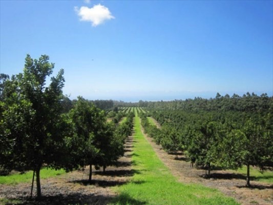 94-3220 Lot 8 Lorenzo Road Naalehu, HI 96772 - Photo 8 of 14 a view of a lake with a yard