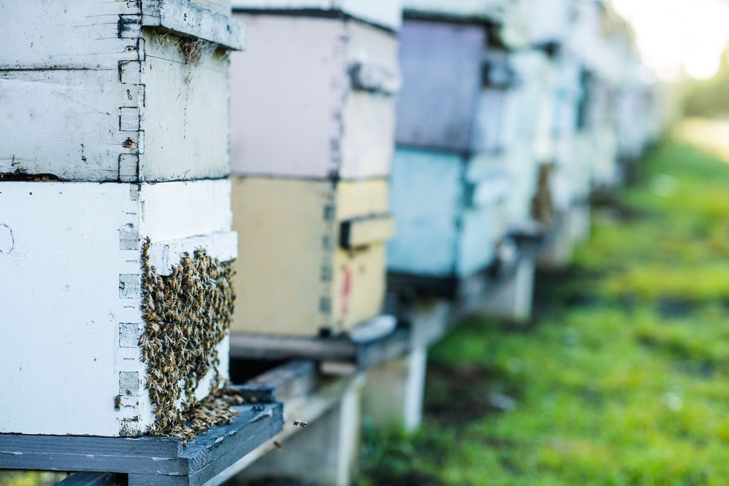 94-3220 Lot 8 Lorenzo Road Naalehu, HI 96772 - Photo 10 of 14