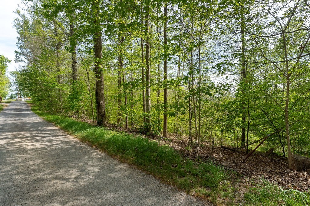 75 Back Bone Road Sparta, TN 38583 - Photo 14 of 15 a view of a forest with trees