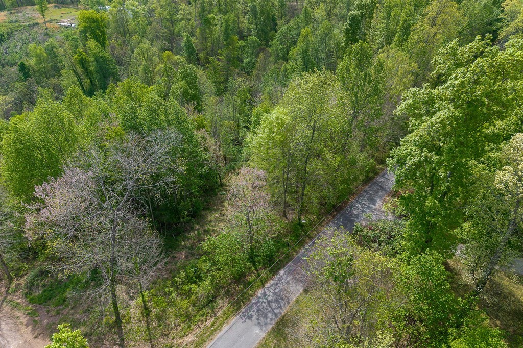 75 Back Bone Road Sparta, TN 38583 - Photo 3 of 15 a view of a forest with a tree