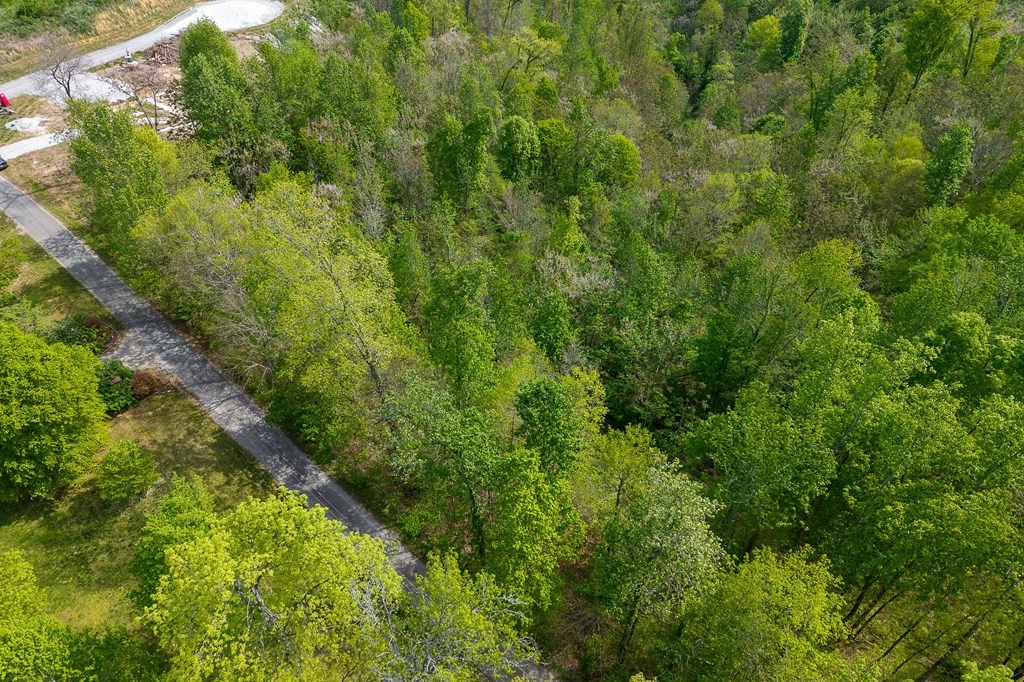 75 Back Bone Road Sparta, TN 38583 - Photo 4 of 15 a view of a lush green forest