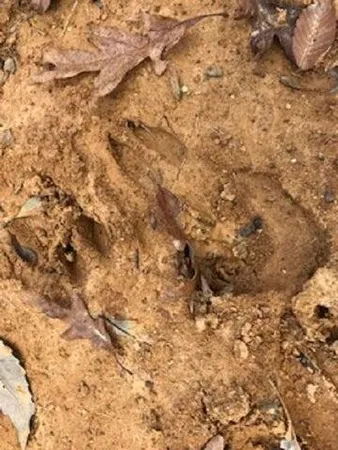 $419,000 | 2352 Byrds Chapel Road, Rising Fawn, GA 30738